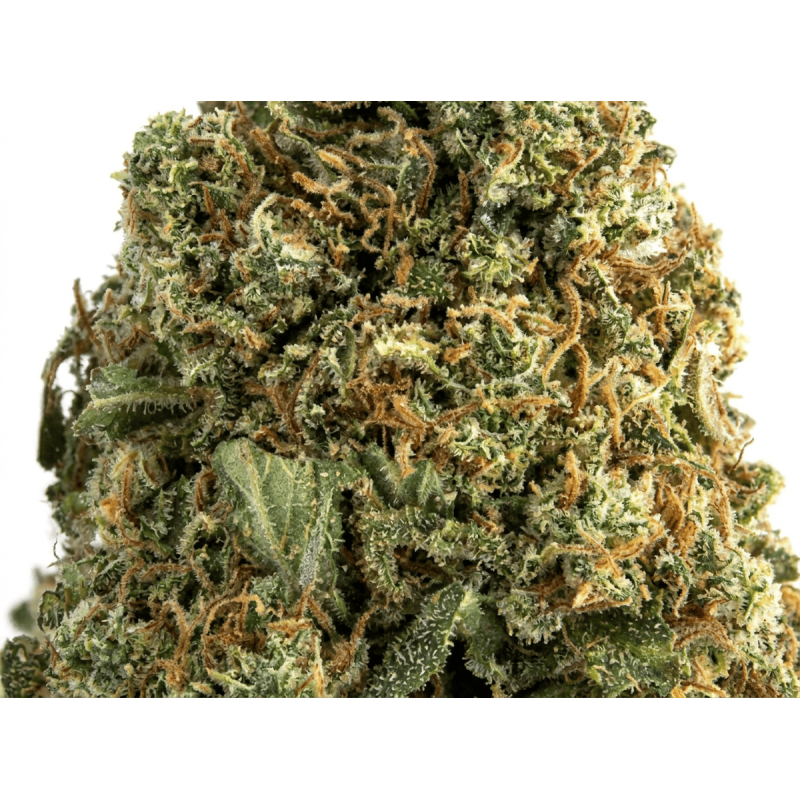 Fleur de CBD : White Widow CBD