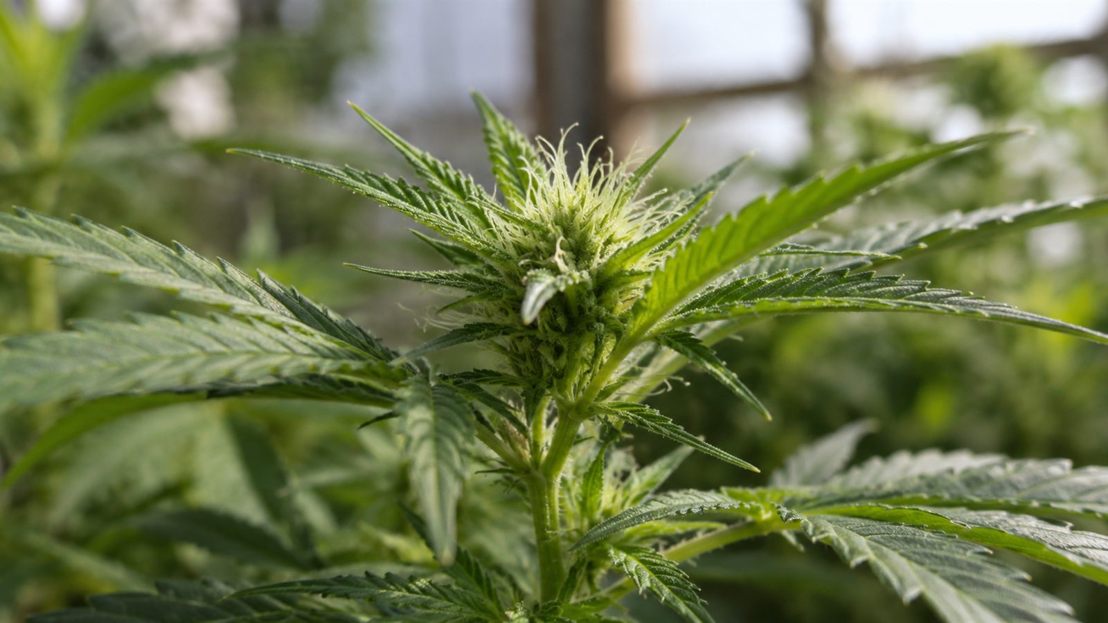 Jeune fleur de chanvre en début de floraison, gros plan sur les trichomes