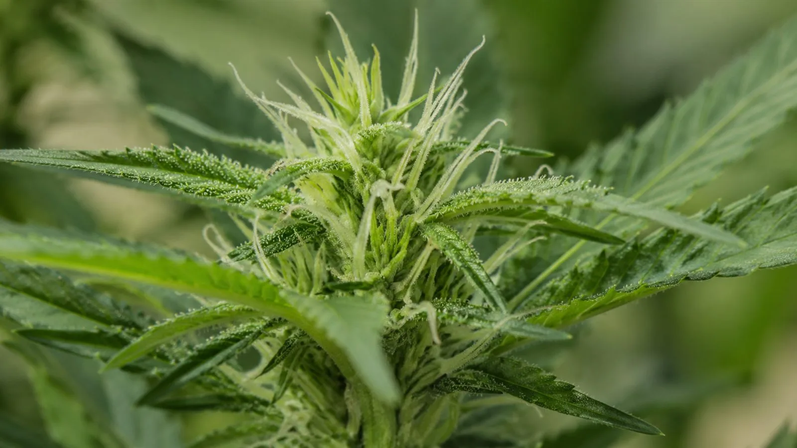 Fleur femelle de chanvre en début de floraison, avec ses pistils blancs et ses premiers trichomes