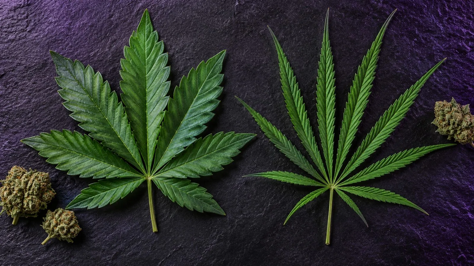 Deux feuilles de chanvre posées sur une ardoise : l'une aux folioles larges, l'autre aux folioles longues et étroites, avec quelques fleurs séchées