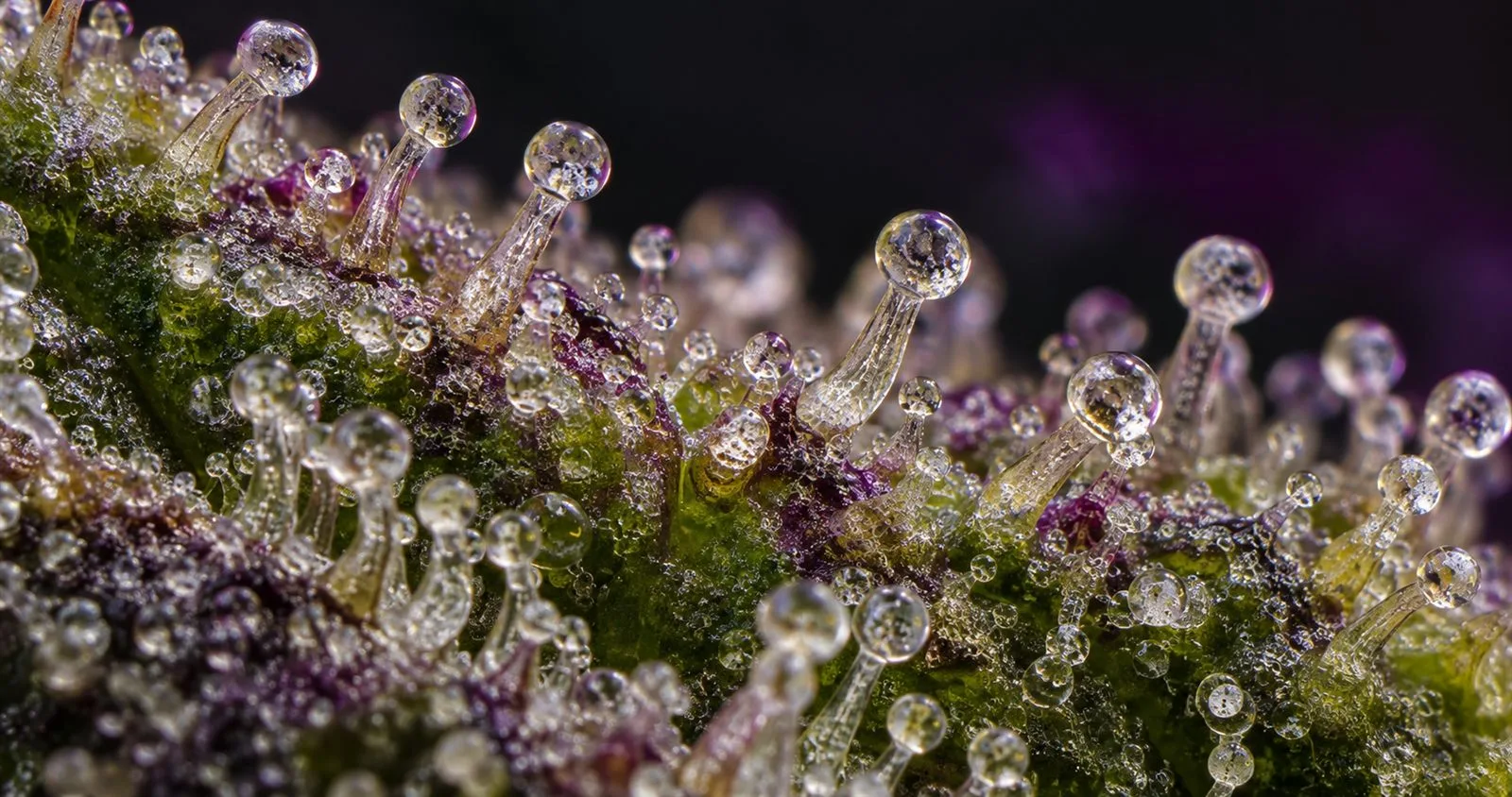 Trichomes d'une fleur de chanvre vus de très près Trichomes d'une fleur de chanvre vus de très près