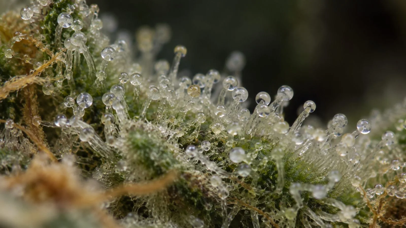 Vue très rapprochée de trichomes à tête ronde portés par un pied, à la surface d'une fleur de chanvre